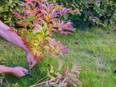 To ostatni moment, by zadbać o piwonie. Zrób to, inaczej wiosną nie zakwitną