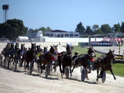 Na koniach zarobił tyle, że nie myśli o piłce. Biznes trenera Szwecji