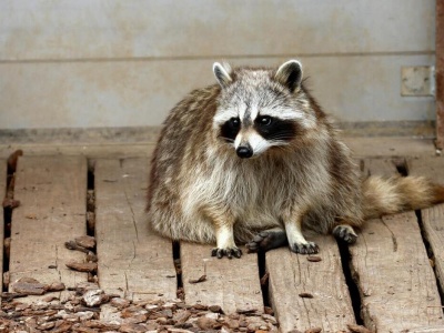 Nowy pasożyt dotarł do Polski. Naukowcy ostrzegają przed zagrożeniem