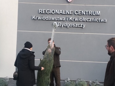 Choinka dla każdego, kto odda krew. Przedświąteczna akcja w całym regionie