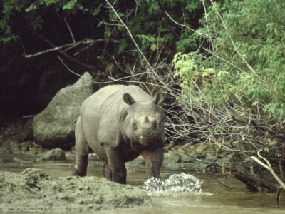 Próbowali przenieść i uratować rzadkiego giganta. Skończyło się tragedią
