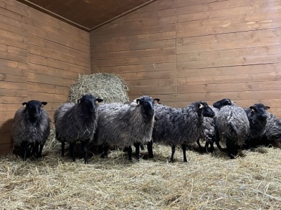 Unikatowy pomysł naukowców z Poznania: terapeutyczne stado owiec w naturalnym środowisku