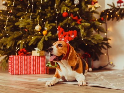 Planujesz wręczyć żywy prezent pod choinkę? Prawdopodobnie popełniasz błąd