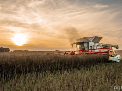 Prognozy cen rzepaku 2026. Crédit Agricole studzi oczekiwania rynku