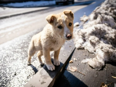 To szkodzi psu w czasie spaceru. Lekarka weterynarii nie pozostawia złudzeń