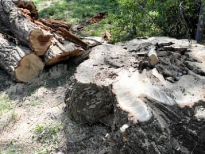 „Przyroda nie może cierpieć przez niewydolność państwa”. Sejm zajmie się ułatwieniem wycinki drzew