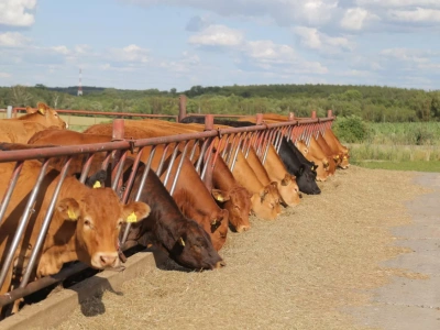 Ceny bydła przed Świętami. Sprawdziliśmy stawki w skupach