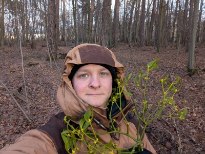 Jemioła pospolita – leczy nowotwory czy ściema? RZETELNA ANALIZA. 