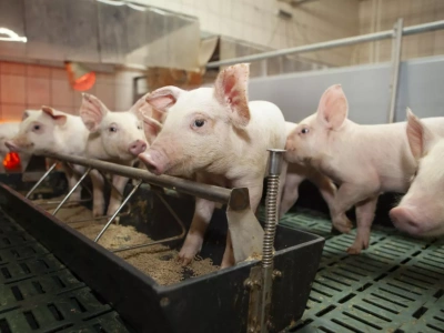 Owady w korycie loch i prosiąt? „Wykorzystujemy potencjał natury, znany od 400 milionów lat”