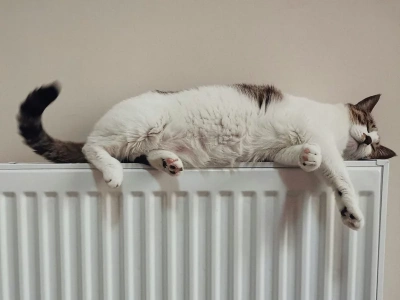 Jeden dźwięk mówi o kotach więcej nich ich miauknięcia. Nowe odkrycie naukowców