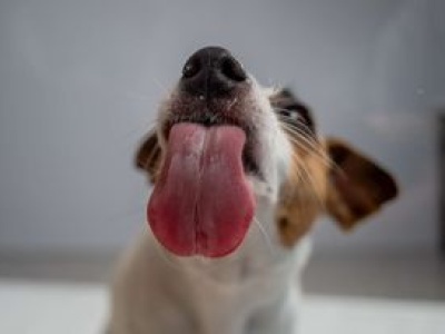 Pies robi to z nudy? Prawdziwe powody lizania mogą cię zdziwić