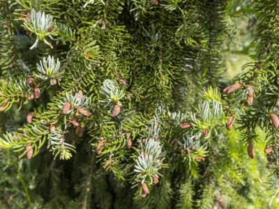 Bije na głowę tuje. Tworzy gęsty żywopłot, który przyciąga wzrok