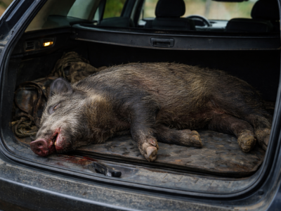 Zero wyobraźni, wielkie ryzyko. Przewozili martwego dzika w bagażniku