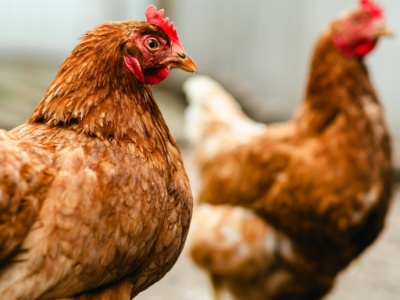 Ferma na 100 tysięcy kur niosek na sprzedaż, razem z umową na odbiór jaj. Znamy cenę