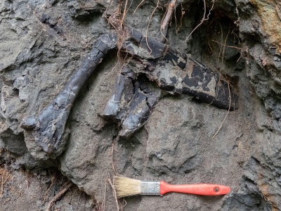 Bogactwo dinozaurów w sercu Europy. Znaleźli setki skamieniałości na pięciu metrach kwadratowych