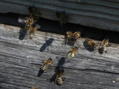 Prehistoryczne gniazda pszczół w czaszkach zwierząt