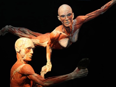 Wystawa BODY WORLDS powraca do Wrocławia z nową odsłoną! Odkryj, jak zmienia się ludzkie ciało w ciągu życia