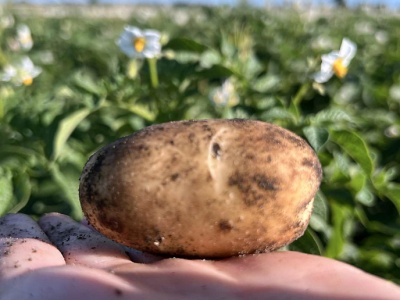 Ziemniaki w 2025 r.: Rekordowe plony, z wyjątkiem jednej grupy odmian