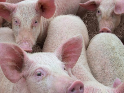 Od 4,9 do 19,8 proc. Chińskie cła, choć niższe niż zakładano, uderzają w unijną wieprzowinę