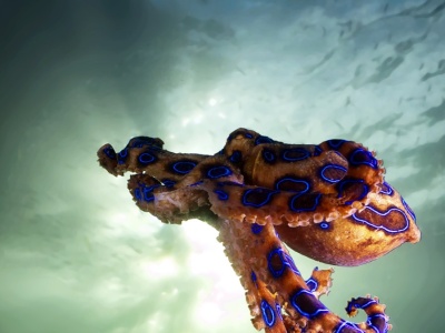 Trzymał śmierć w dłoniach! Nie wiedział, że to jedno z najbardziej jadowitych zwierząt świata