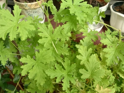 W PRL-u stała na każdym parapecie. Dziś wraca w wielkim stylu. Oto cała prawda o „angince”