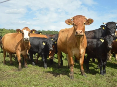 Dobrostan zwierząt: rolnicy zdezorientowani. Do kiedy szkolenie?