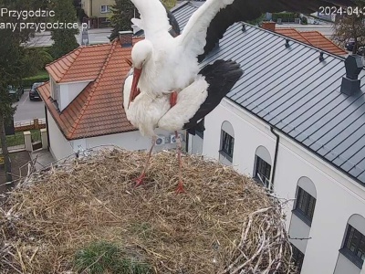 Bocian dał CZADU! To ten celebryta z Przygodzic