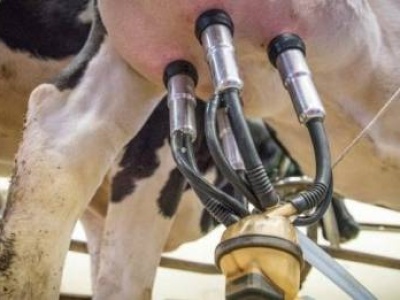 Krótszy dój ratuje zdrowie krów