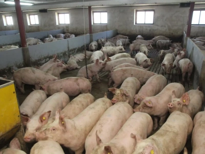 Ceny świń znów w dół. Nawet 20 gr mniej przed Świętami