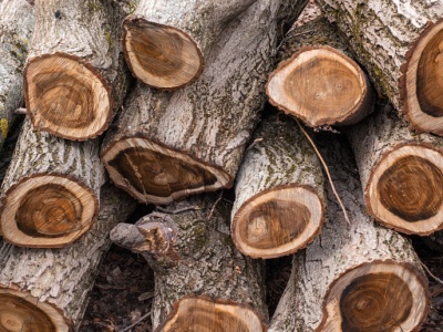 Nie dąb i nie grab. To drewno pali się świetnie i pachnie - kosztuje ok. 350 zł za mp