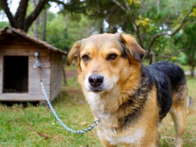 Ustawa Łańcuchowa. Sejm nie odrzucił prezydenckiego weta