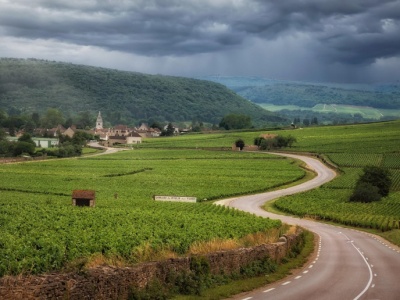 Ratunek dla francuskich winnic. W sumie 130 mln euro winiarze dostaną za...  odłogowanie