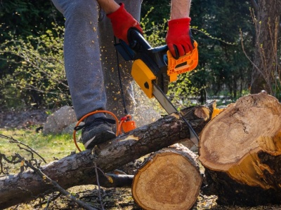 Nowy projekt trafił do Sejmu. Będą zmiany w przepisach dotyczących wycinki drzew?