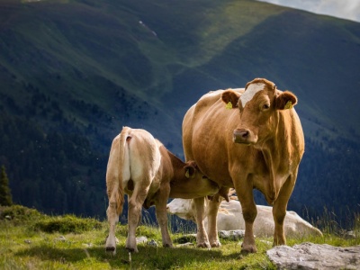 Wirus choroby niebieskiego języka. Belgia znosi obowiązek szczepień