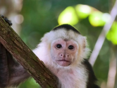 Aresztowano... małpkę kapucynkę. M.in. za kradzieże