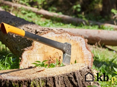 Jedno drzewo i gigantyczna kara. Tego błędu w ogrodzie lepiej nie popełniać