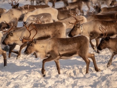 Renifery i nauka. Prof. UPP: Bajecznych hipotez jest całkiem sporo