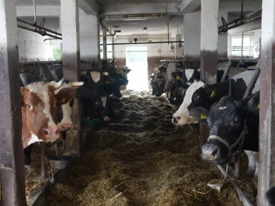 Alarm dla hodowców! Choroba niebieskiego języka atakuje – nowe ogniska w Polsce