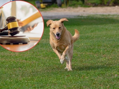 Sąsiad nie daje spokoju rolnikowi. Sprawdź, kiedy grozi mu kara