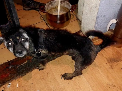 Jaworzanka zatrzymana za znęcanie się nad swoim psem