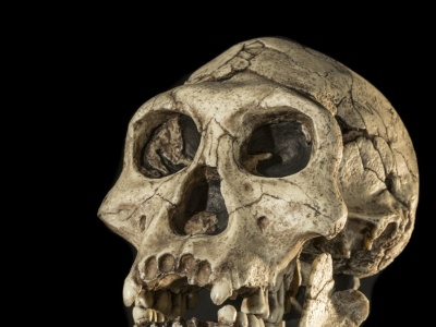 Naukowcy odtworzyli twarz sprzed 1,5 miliona lat. Tego się nie spodziewali