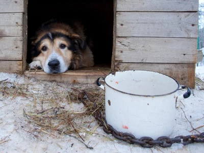 „Banda nieudaczników siedzi na łańcuchu szefa”. Dziennikarka ostro o politykach