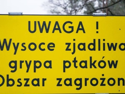 Wysyp nowych ognisk ptasiej grypy. Tylko w jednym gospodarstwie do likwidacji ponad 100 tys. kur