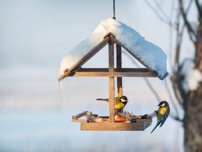Na ten kolor nigdy nie maluj karmnika. Odstraszysz, zamiast przyciągnąć ptaki