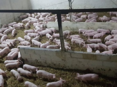 Nadzwyczajna pomoc dla hodowców świń. Kiedy będą pieniądze?