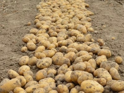 Braki magazynowe hamują produkcję ziemniaków na Ukrainie – czy to szansa dla polskich eksporterów?