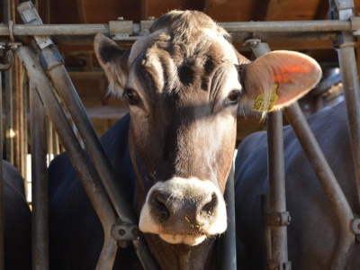 23 krowy spłonęły w pożarze obory. Z żywiołem walczyło 100 strażaków