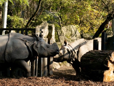 Warszawskie ZOO. Radosne narodziny. Podsumowanie 2025 roku