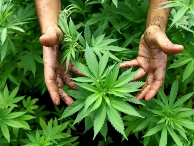 „Największa zmiana od 1970 r.” Marihuana oficjalnie przeklasyfikowana, akcje firm „z branży” na haju