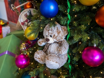 Kup go zamiast zwykłej choinki, a potem wsadź do ziemi. Bez problemu zastąpi tuje. Jest mocniejszy